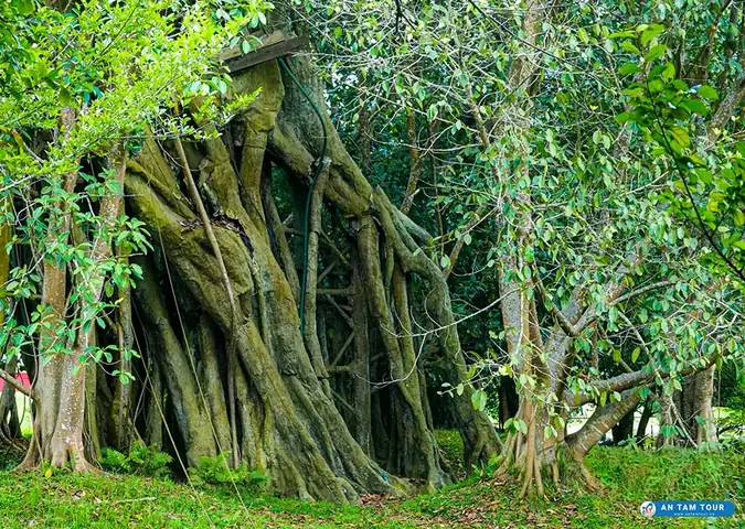 Khám Phá Cây Đa Tân Trào – Biểu Tượng Lịch Sử Cho Du Khách