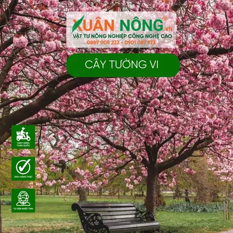 Khám Phá Vẻ Đẹp Hoa Tường Vi Tại Các Điểm Đến Du Lịch Khám Phá Vẻ Đẹp Hoa Tường Vi Tại Các Điểm Đến Du Lịch