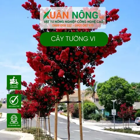 Khám Phá Vẻ Đẹp Hoa Tường Vi Tại Các Điểm Đến Du Lịch