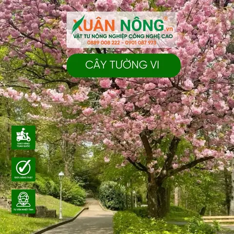 Khám Phá Vẻ Đẹp Hoa Tường Vi Tại Các Điểm Đến Du Lịch Khám Phá Vẻ Đẹp Hoa Tường Vi Tại Các Điểm Đến Du Lịch