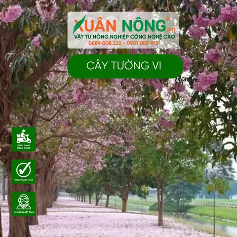 Khám Phá Vẻ Đẹp Hoa Tường Vi Tại Các Điểm Đến Du Lịch Khám Phá Vẻ Đẹp Hoa Tường Vi Tại Các Điểm Đến Du Lịch