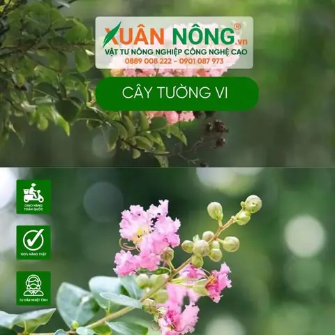 Khám Phá Vẻ Đẹp Hoa Tường Vi Tại Các Điểm Đến Du Lịch Khám Phá Vẻ Đẹp Hoa Tường Vi Tại Các Điểm Đến Du Lịch