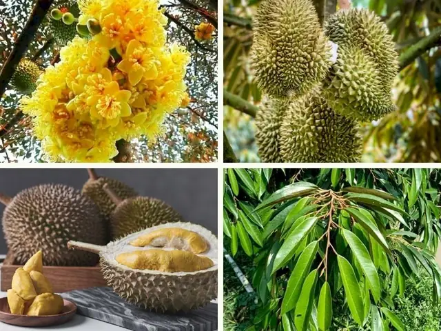 Ảnh Cây Sầu Riêng Đẹp Miễn Phí & Chất Lượng Cao Ảnh Cây Sầu Riêng Đẹp Miễn Phí & Chất Lượng Cao