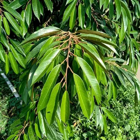 Ảnh Cây Sầu Riêng Đẹp Miễn Phí & Chất Lượng Cao