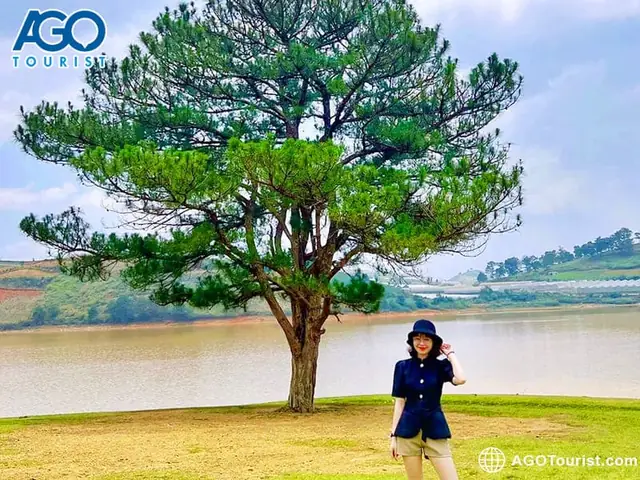 Hìnhảnh Cây Thông Đà Lạt: Câu Hỏi Thường Gặp Và Cách Sử Dụng