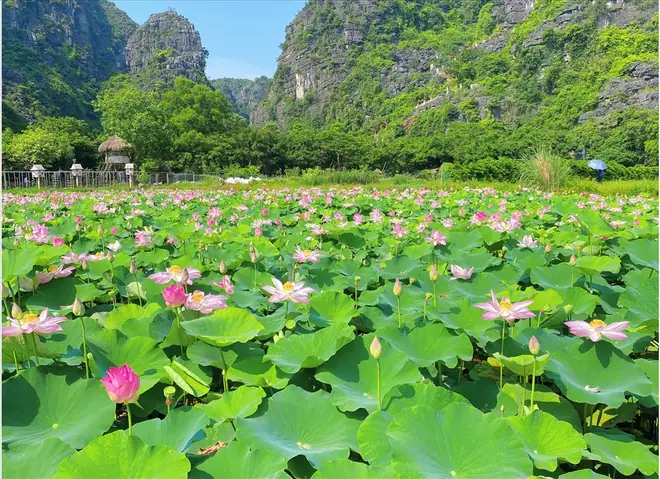 Khám Phá 10 Địa Điểm Chụp Ảnh Đầm Sen Đẹp Tại Hà Nội