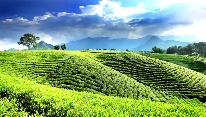 Khám Phá Hình Ảnh Đồi Chè Tân Cương Thái Nguyên Cho Du Khách Khám Phá Hình Ảnh Đồi Chè Tân Cương Thái Nguyên Cho Du Khách