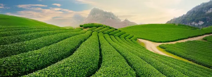Khám Phá Hình Ảnh Đồi Chè Tân Cương Thái Nguyên Cho Du Khách