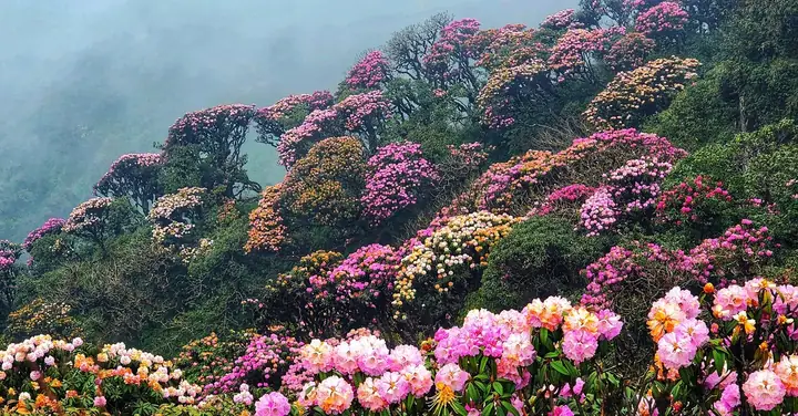 Hoa Đỗ Quyên Rừng: Đặc Điểm, Phân Loại Và Ý Nghĩa Văn Hóa Chi Tiết