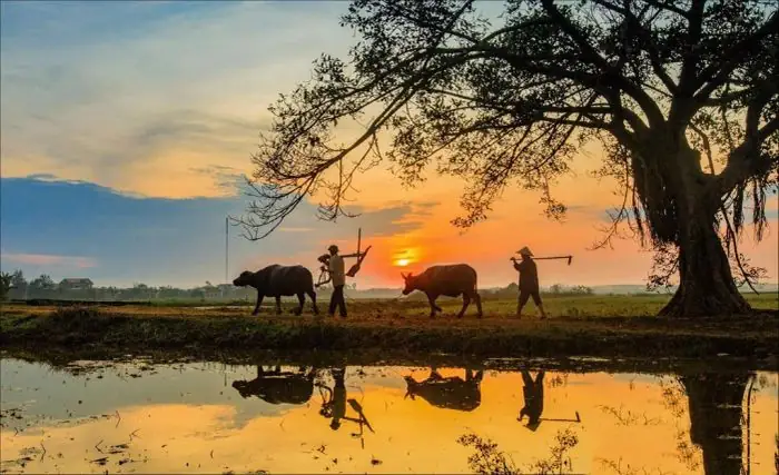 Hình Ảnh Làng Quê Yên Bình: Phiên Bản Đẹp Nhất Của Sự Tĩnh Lặng