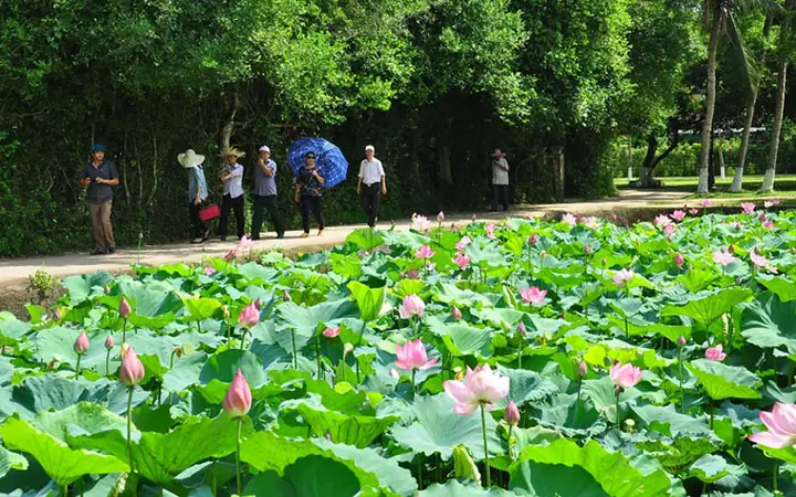 Khám Phá Làng Sen Quê Bác – Di Tích Lịch Sử Và Du Lịch