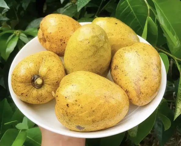 Hình Ảnh Trái Cây Miền Tây: Bức Tranh Sống Động Về Thiên Nhiên Và Văn Hóa Hình Ảnh Trái Cây Miền Tây: Bức Tranh Sống Động Về Thiên Nhiên Và Văn Hóa