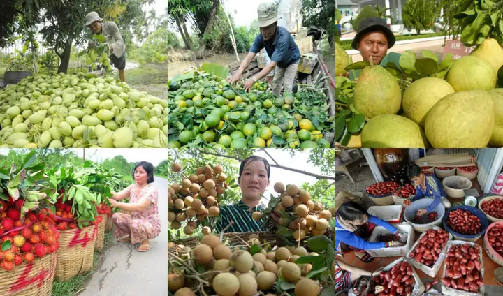 Hình Ảnh Trái Cây Miền Tây: Bức Tranh Sống Động Về Thiên Nhiên Và Văn Hóa