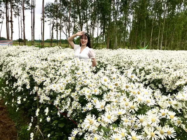 Hình Ảnh Vườn Cúc Họa Mi: Khám Phá Không Gian Sống Động Giữa Hoa Và Chim