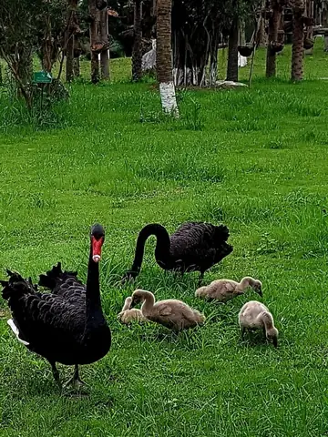 Review Công Viên Hồ Thiên Nga Ecopark Hưng Yên: Trải Nghiệm Điểm Đến Xanh Của Gia Đình