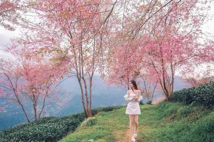 10 Địa Điểm Ngắm Hoa Mai Anh Đào Đẹp Nhất Việt Nam