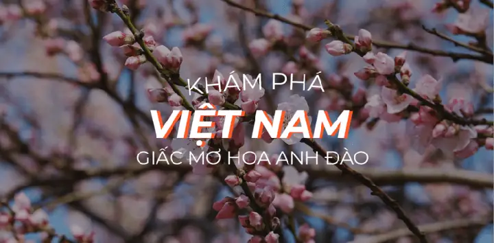 10 Địa Điểm Ngắm Hoa Mai Anh Đào Đẹp Nhất Việt Nam