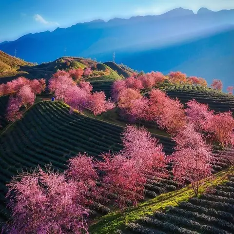 10 Địa Điểm Ngắm Hoa Mai Anh Đào Đẹp Nhất Việt Nam
