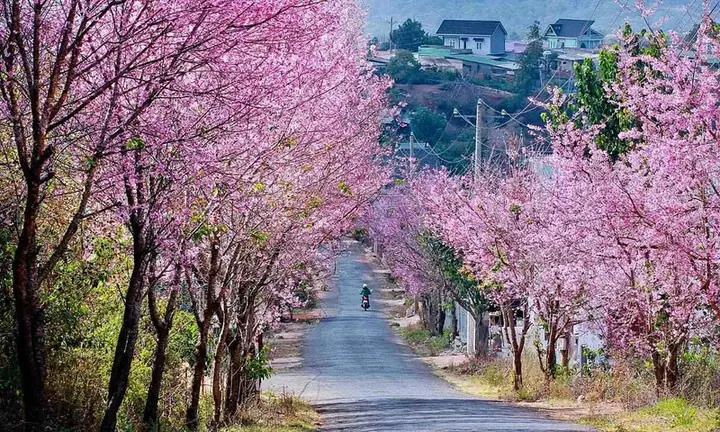10 Địa Điểm Ngắm Hoa Mai Anh Đào Đẹp Nhất Việt Nam