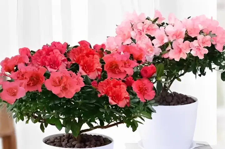 Xác Định Hoa Đỗ Quyên Hợp Mệnh Nào & Cách Trồng Đúng Vị Trí
