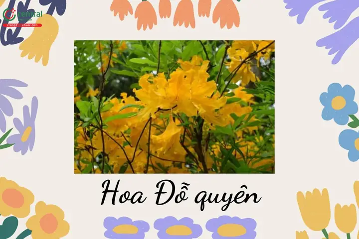 Xác Định Hoa Đỗ Quyên Hợp Mệnh Nào & Cách Trồng Đúng Vị Trí