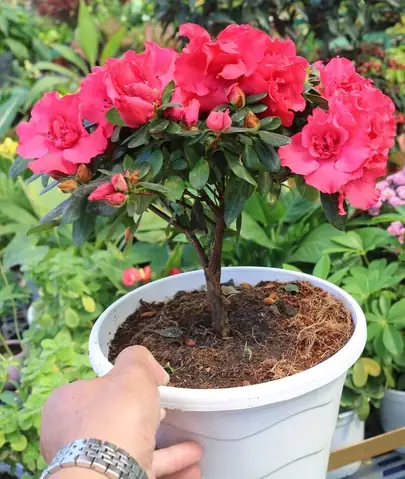 Xác Định Hoa Đỗ Quyên Hợp Mệnh Nào & Cách Trồng Đúng Vị Trí