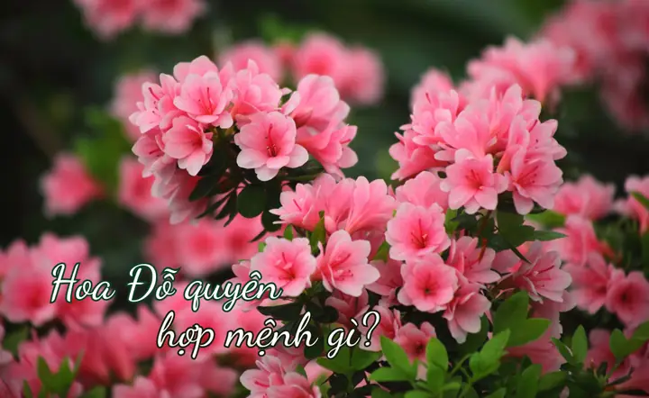 Xác Định Hoa Đỗ Quyên Hợp Mệnh Nào & Cách Trồng Đúng Vị Trí