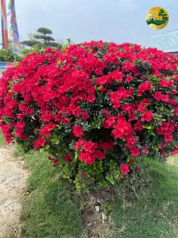 Hoa Đỗ Quyên Nở Vào Mùa Nào? Thời Gian & Địa Điểm