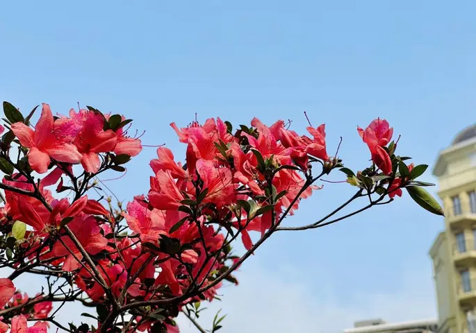 Hoa Đỗ Quyên Nở Vào Mùa Nào? Thời Gian & Địa Điểm