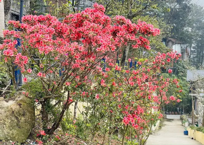 Hoa Đỗ Quyên Nở Vào Mùa Nào? Thời Gian & Địa Điểm