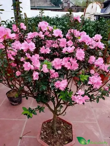 Hoa Đỗ Quyên Nở Vào Mùa Nào? Thời Gian & Địa Điểm