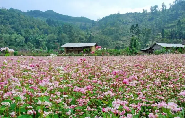 Top 10 Hoa Nở Mùa Đông Đẹp Lạ Dễ Chăm Top 10 Hoa Nở Mùa Đông Đẹp Lạ Dễ Chăm