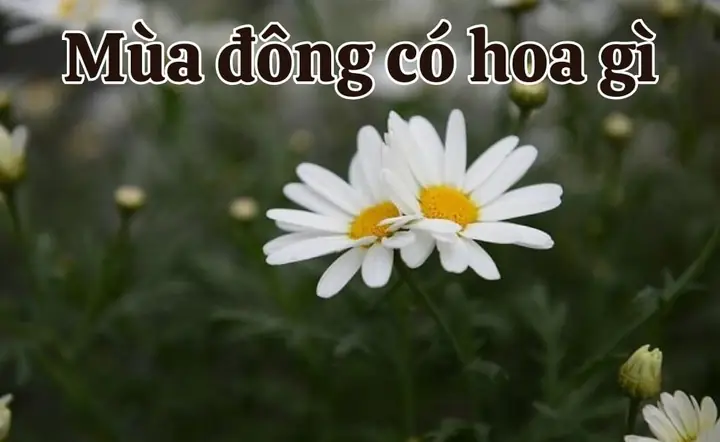 Top 10 Hoa Nở Mùa Đông Đẹp Lạ Dễ Chăm Top 10 Hoa Nở Mùa Đông Đẹp Lạ Dễ Chăm