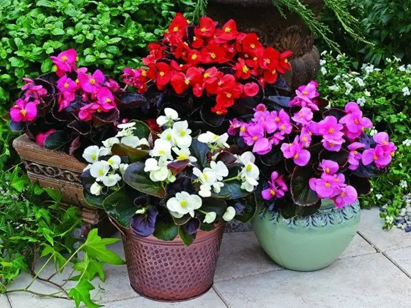 Top 10 Hoa Nở Mùa Đông Đẹp Lạ Dễ Chăm Top 10 Hoa Nở Mùa Đông Đẹp Lạ Dễ Chăm