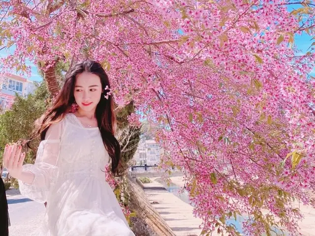 Top Địa Điểm Ngắm Mai Anh Đào Đẹp Nhất Đà Lạt