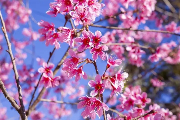 Top Địa Điểm Ngắm Mai Anh Đào Đẹp Nhất Đà Lạt