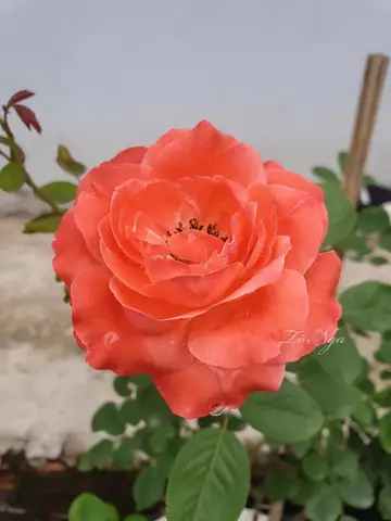 Hoa Màu Cam Ở Đà Lạt: Điểm Sáng Độc Táo Giữa Không Gian Lạnh Hoa Màu Cam Ở Đà Lạt: Điểm Sáng Độc Táo Giữa Không Gian Lạnh