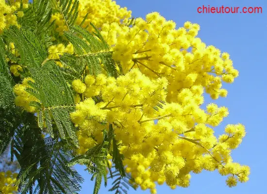 Hoa Mi Mô Sa Đà Lạt: Đặc Điểm, Công Dụng Và Cách Chăm Sóc Hiệu Quả