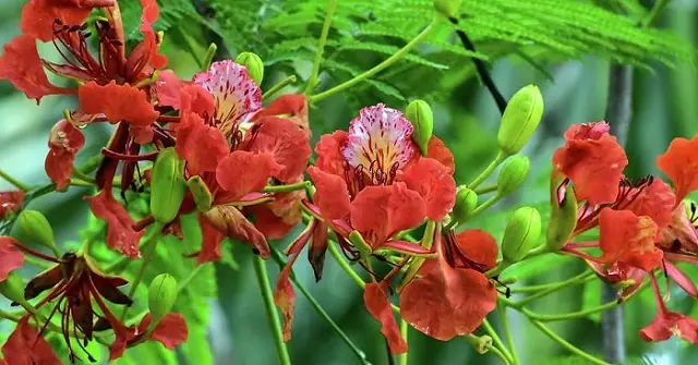 Tháng 5 Mùa Hoa Phượng Nở Rực Rỡ