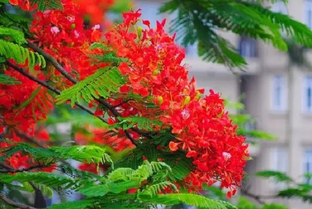 Tháng 5 Mùa Hoa Phượng Nở Rực Rỡ