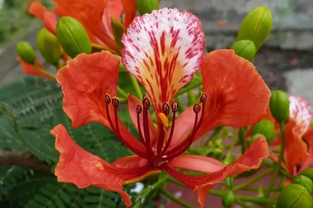 Tháng 5 Mùa Hoa Phượng Nở Rực Rỡ