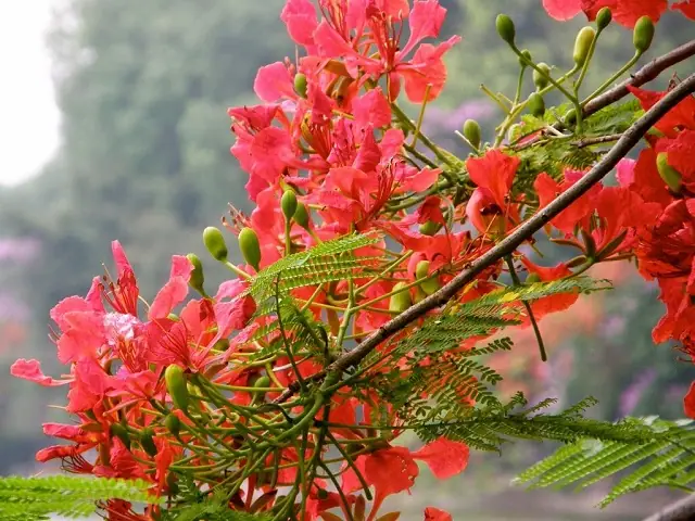 Tháng 5 Mùa Hoa Phượng Nở Rực Rỡ