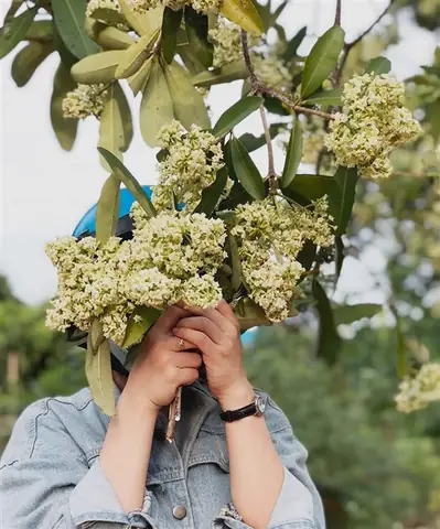 Hoa Sữa Hà Nội: Cẩm Nang Toàn Tập Về Mùa Nở, Đường Phố Và Kinh Nghiệm Ngắm Hoa Hoa Sữa Hà Nội: Cẩm Nang Toàn Tập Về Mùa Nở, Đường Phố Và Kinh Nghiệm Ngắm Hoa