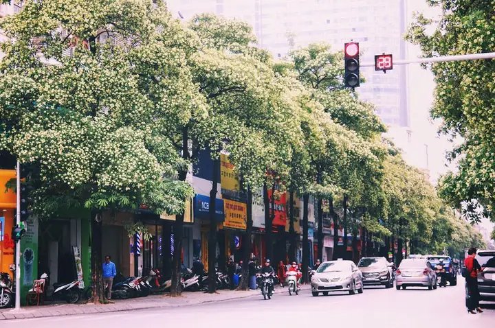 Hoa Sữa Hà Nội: Cẩm Nang Toàn Tập Về Mùa Nở, Đường Phố Và Kinh Nghiệm Ngắm Hoa