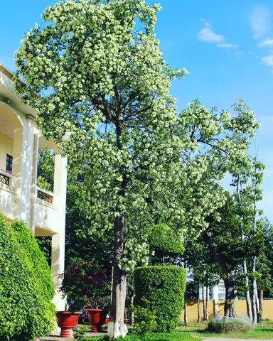 Hoa Sữa Hà Nội: Cẩm Nang Toàn Tập Về Mùa Nở, Đường Phố Và Kinh Nghiệm Ngắm Hoa Hoa Sữa Hà Nội: Cẩm Nang Toàn Tập Về Mùa Nở, Đường Phố Và Kinh Nghiệm Ngắm Hoa
