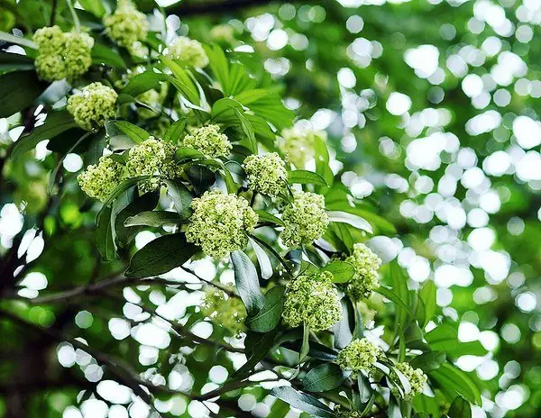 Hoa Sữa Hà Nội: Cẩm Nang Toàn Tập Về Mùa Nở, Đường Phố Và Kinh Nghiệm Ngắm Hoa Hoa Sữa Hà Nội: Cẩm Nang Toàn Tập Về Mùa Nở, Đường Phố Và Kinh Nghiệm Ngắm Hoa
