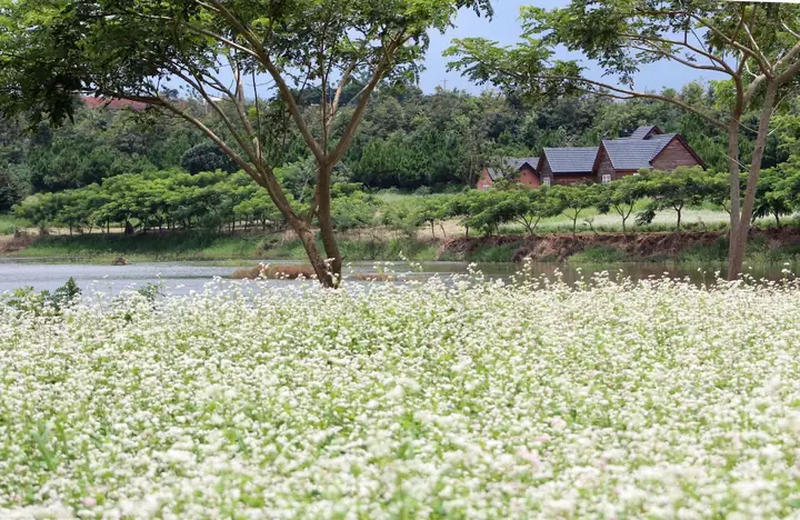 Khám Phá 5 Vườn Hoa Tam Giác Mạch Đà Lạt Đẹp Nhất Mùa Hoa