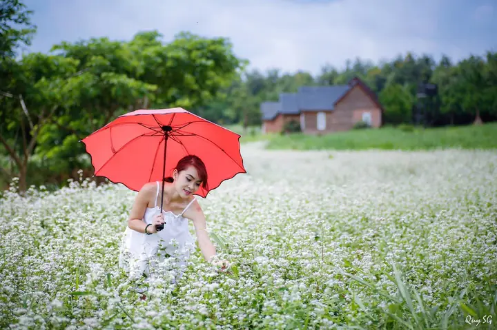Khám Phá 5 Vườn Hoa Tam Giác Mạch Đà Lạt Đẹp Nhất Mùa Hoa