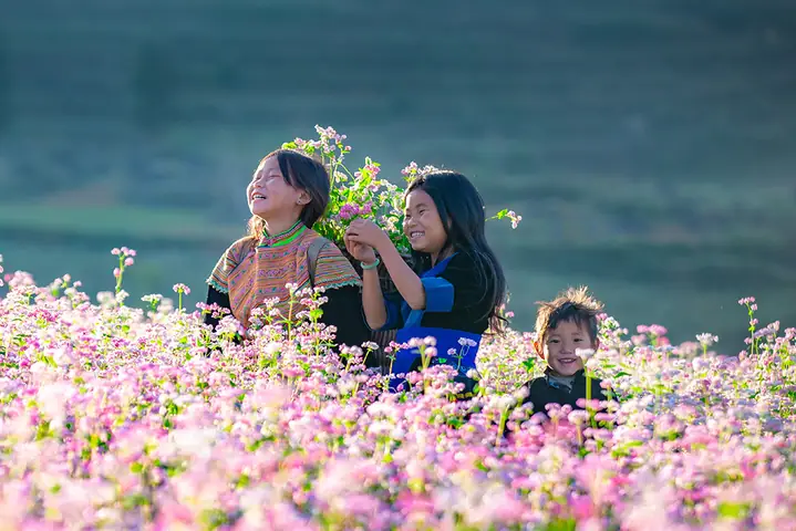 Khám Phá 10 Điểm Ngắm Hoa Tam Giác Mạch Tuyệt Đẹp Ở Hà Giang Khám Phá 10 Điểm Ngắm Hoa Tam Giác Mạch Tuyệt Đẹp Ở Hà Giang