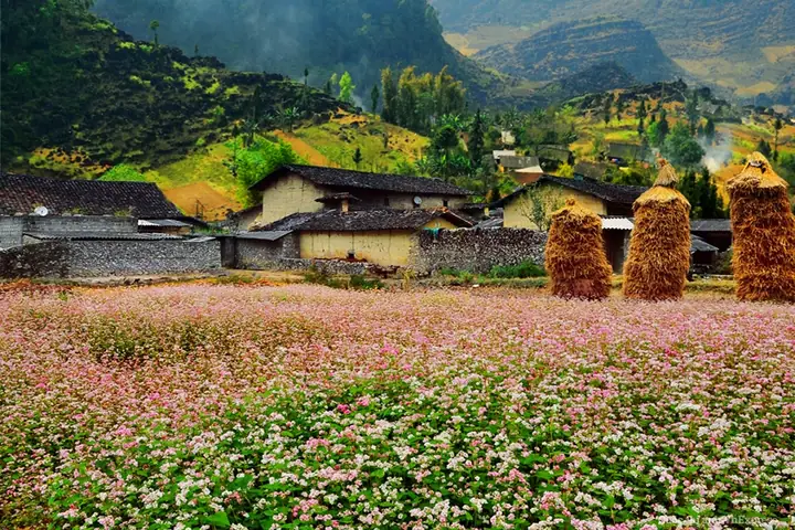 Khám Phá 10 Điểm Ngắm Hoa Tam Giác Mạch Tuyệt Đẹp Ở Hà Giang Khám Phá 10 Điểm Ngắm Hoa Tam Giác Mạch Tuyệt Đẹp Ở Hà Giang